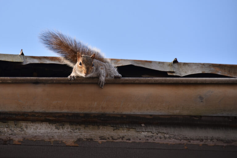 Squirrel Living in a Home's Gutter System - K-Guard Heartland