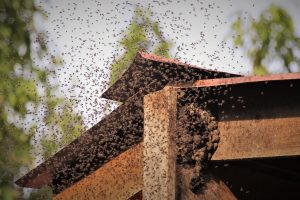 Bees,Swarming,Hive