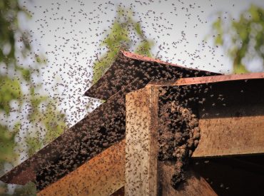 Bees,Swarming,Hive